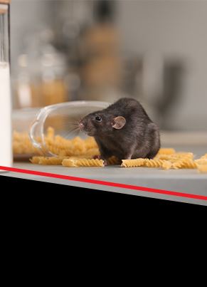 Rodent Control