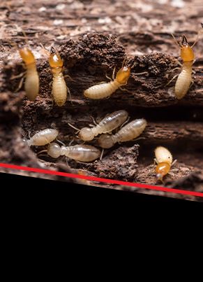 Termite Control